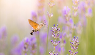 Hummingbird moth hovering over lavender flowers, evoking the natural healing and holistic wellness associated with Delaware's ketamine therapy and vitamin infusion services.