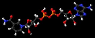 NAD Molecule.jpg